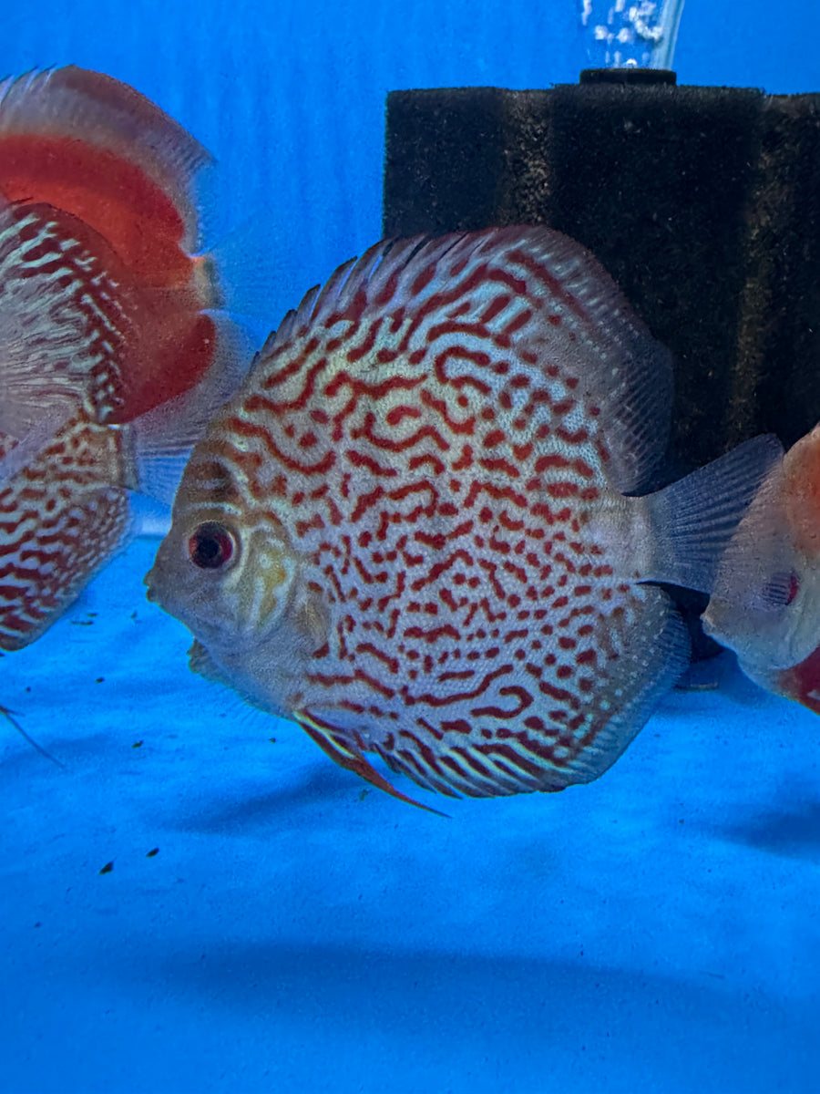 Turquoise Discus 8/9cm - Indonesia