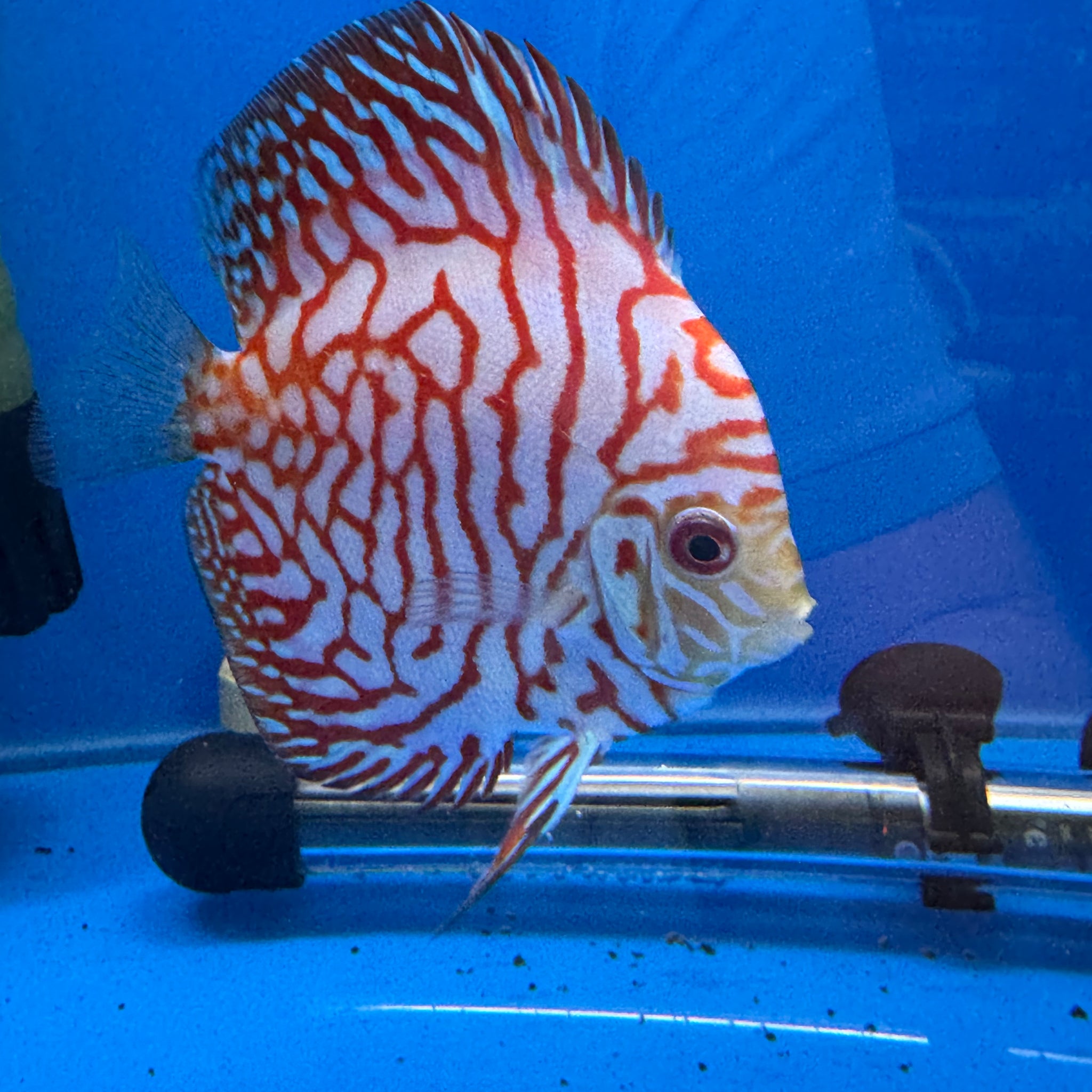 Discus Leopard Checkerboard Red Checkerboard Discus 8–9cm | Premium Aquarium Fish – Aquarium Haven ...