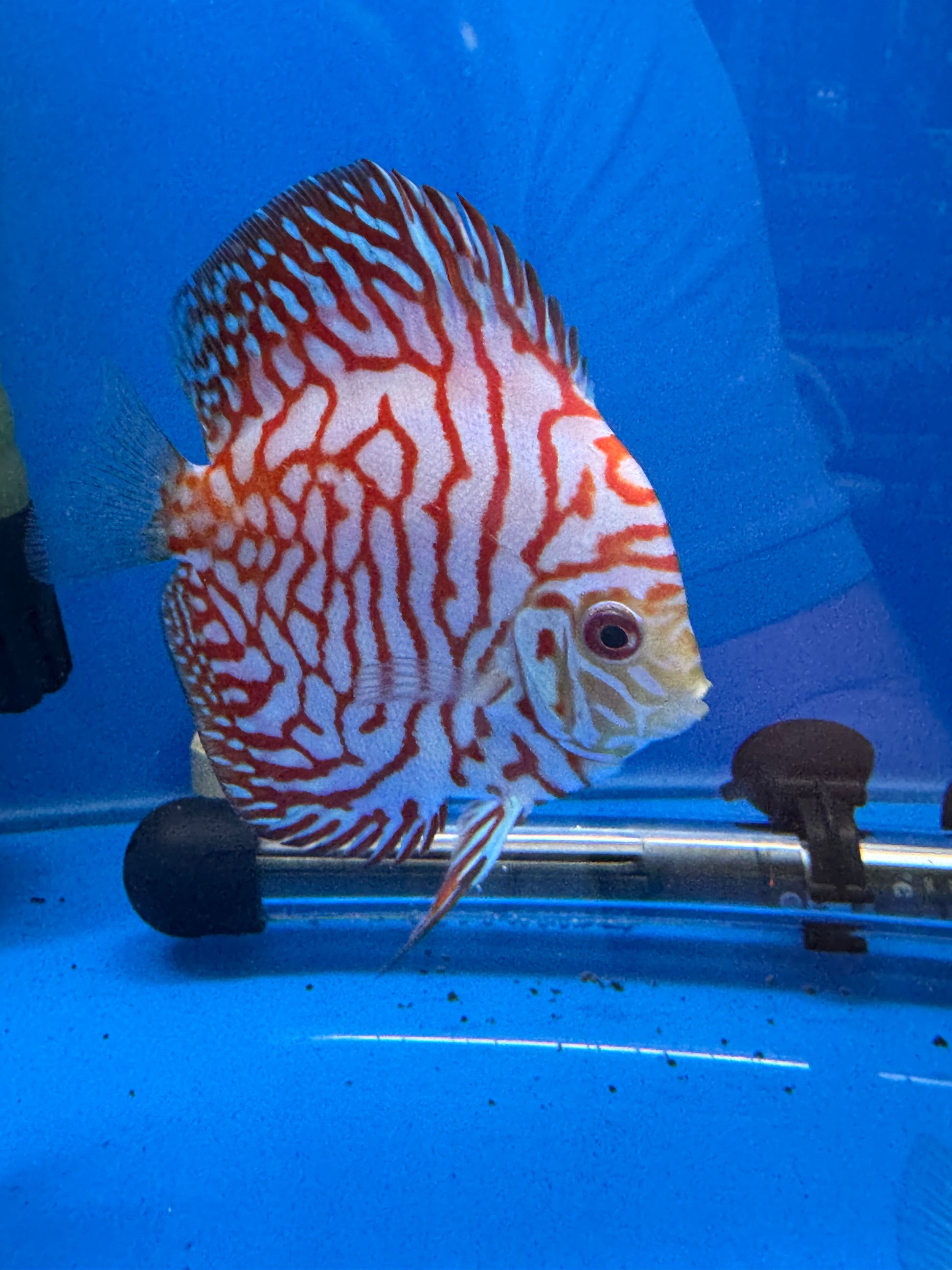 Red Checkerboard Discus 8/9cm