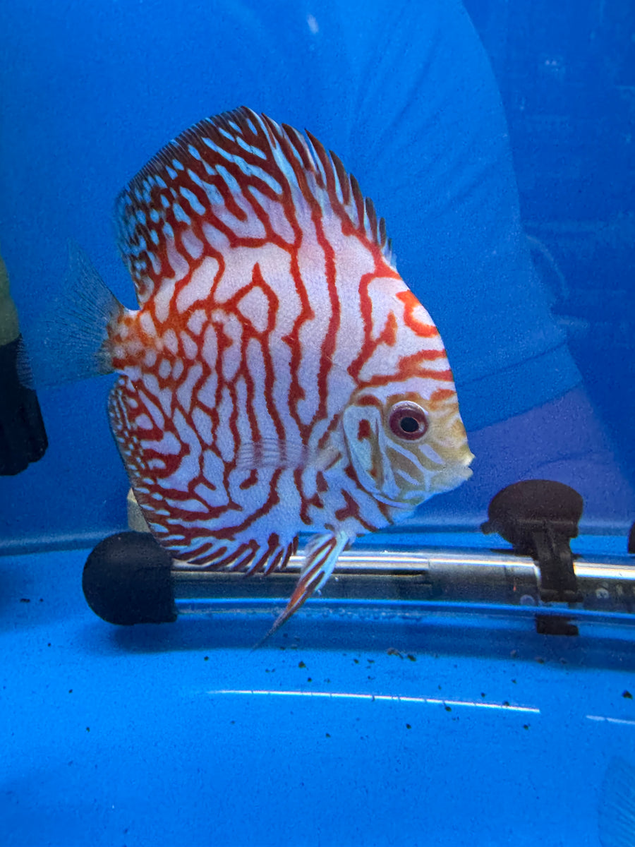Red Checkerboard Discus 8/9cm