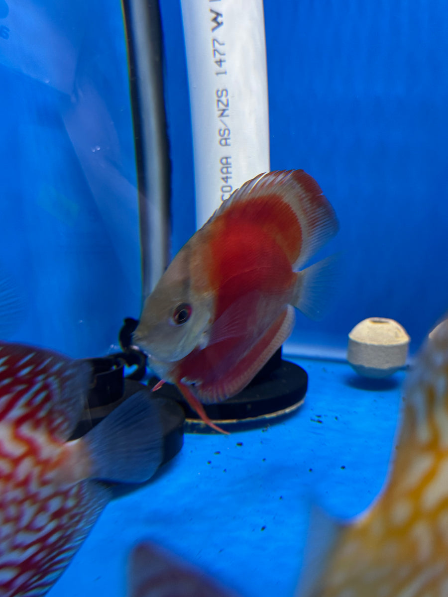 Red Cover Discus 8/9cm  - Indonesia