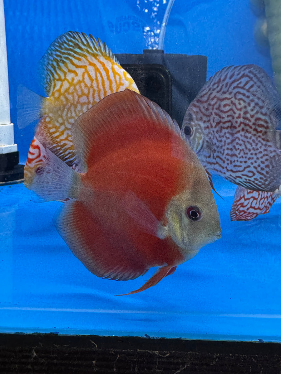 Red Cover Discus 8/9cm  - Indonesia