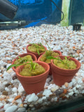 Cryptocoryne parva Terracotta Pot
