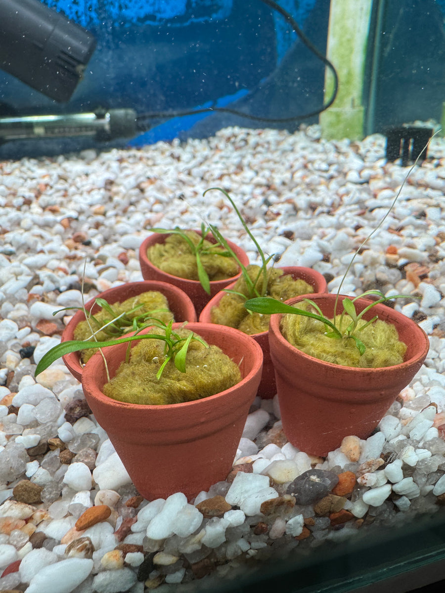 Cryptocoryne parva Terracotta Pot