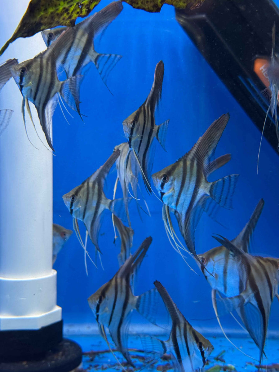 Pterophyllum scalare – Scalar Dantum Angelfish 4-5cm