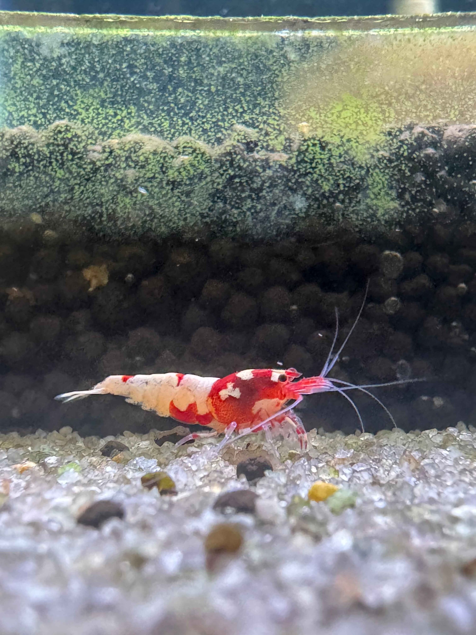 German Spotted Red Head Shrimp