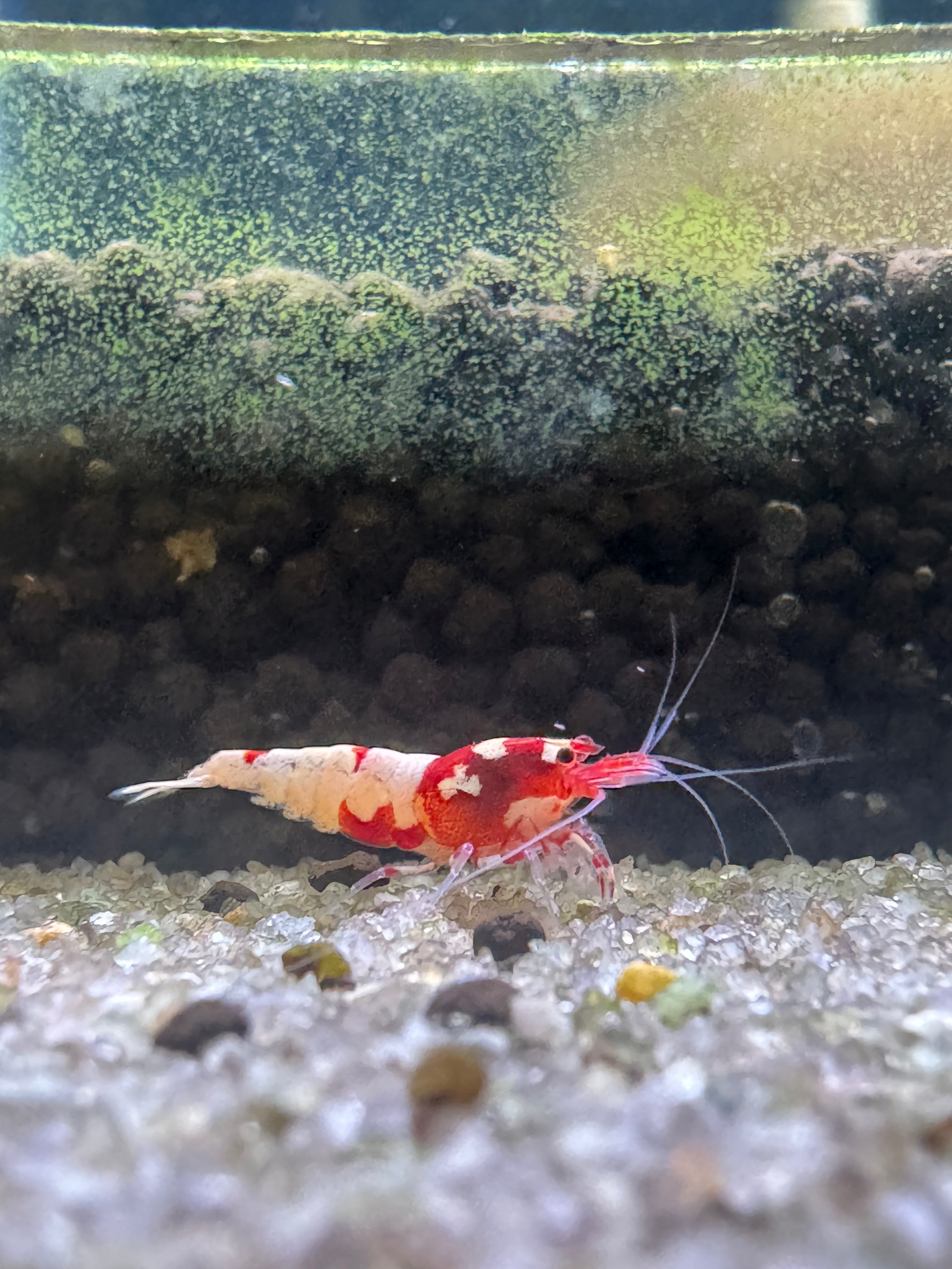 German Spotted Red Head Shrimp