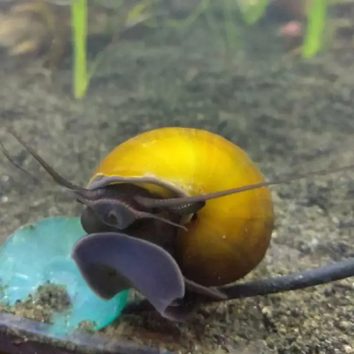 Jade / Black Foot Mystery Apple Snail Small