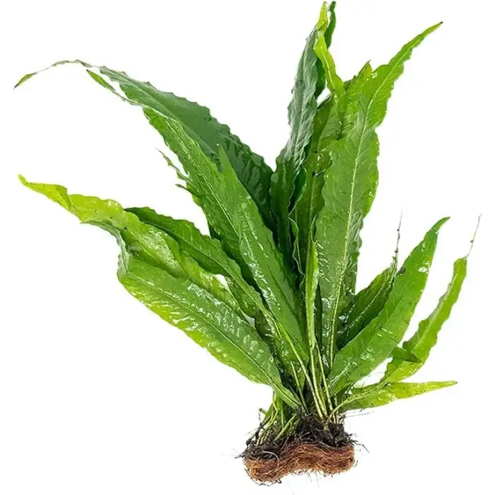 Java Fern (Microsorium Pteropus) - Extra Large
