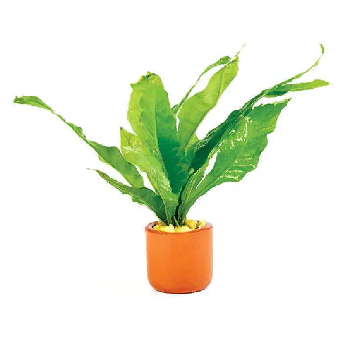 Java Fern Terracotta Pot – Aquarium Haven & Brisbane Discus