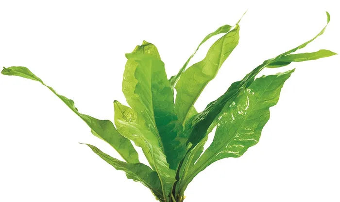 Java Fern - Large