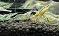 NQ Algae Shrimps