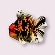 Large Orange & Black Oranda Statue