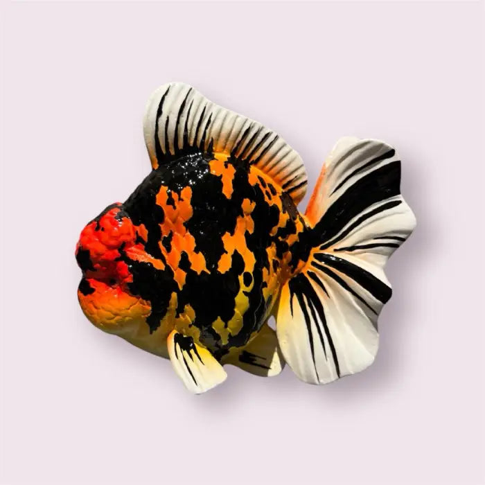 Large Orange & Black Oranda Statue