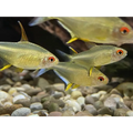 Lemon Tetras 3.5-4cm