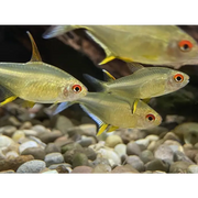 Lemon Tetras 3.5-4cm