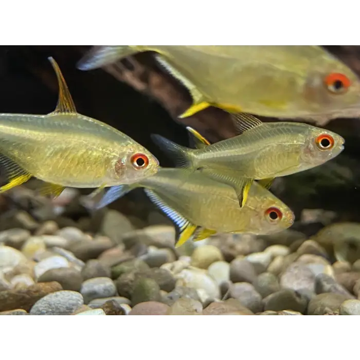 Lemon Tetras 3.5-4cm