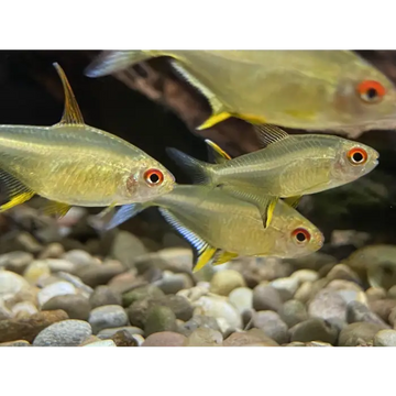 Lemon Tetras 3.5-4cm