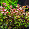 Ludwigia Natans Bunch