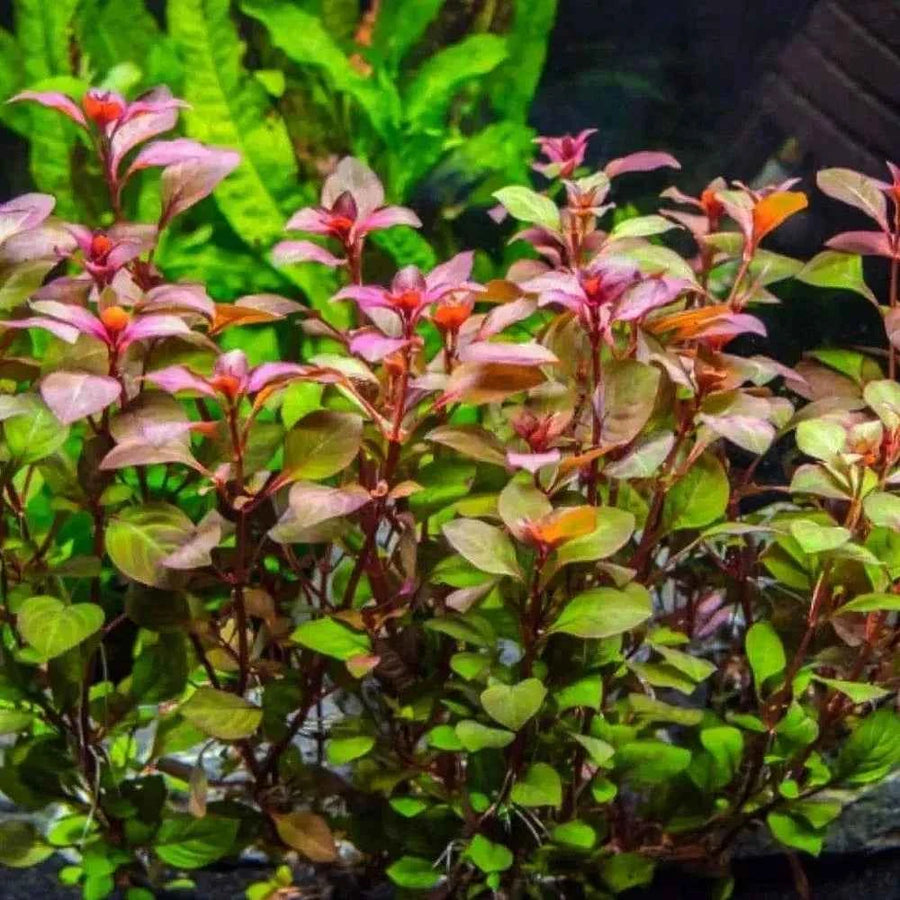 Ludwigia Natans Bunch