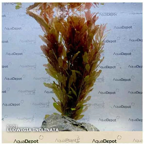 Ludwigia Inclinata Bunch