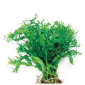 Micro Java Fern