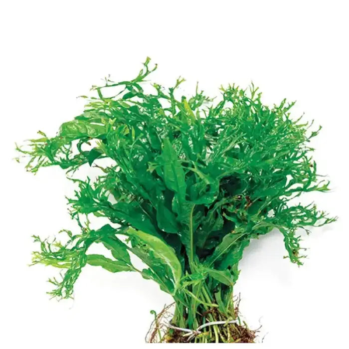 Micro Java Fern