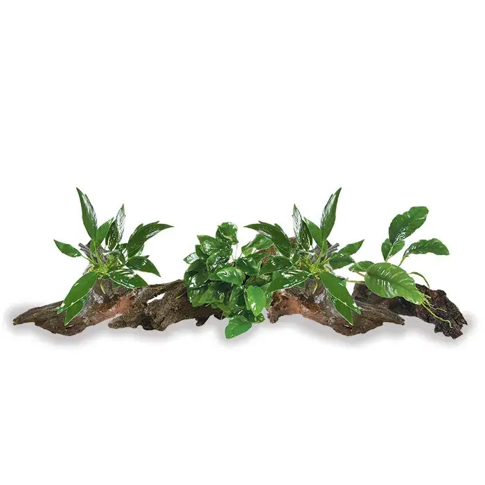 Mini Driftwood with Anubias 