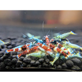 Mixed Taiwan Bee Shrimp
