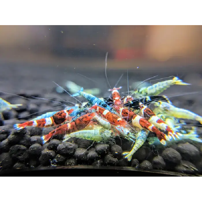 Mixed Taiwan Bee Shrimp