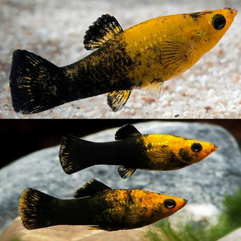 Gold Dust Mini Molly 4cm