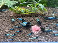 Mosura Blue Bolt Shrimp
