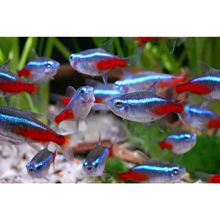 Neon Tetra 2-2.5cm