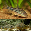 Peppered Corydoras 3-3.5cm