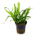 Philippine Java Fern