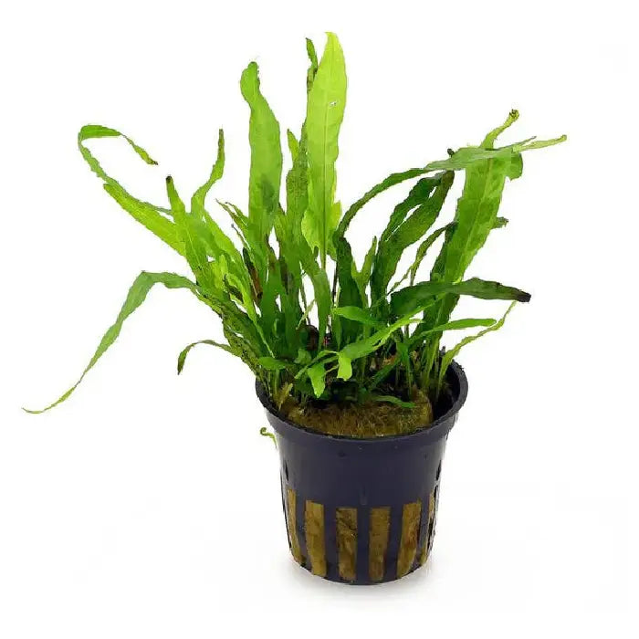 Philippine Java Fern
