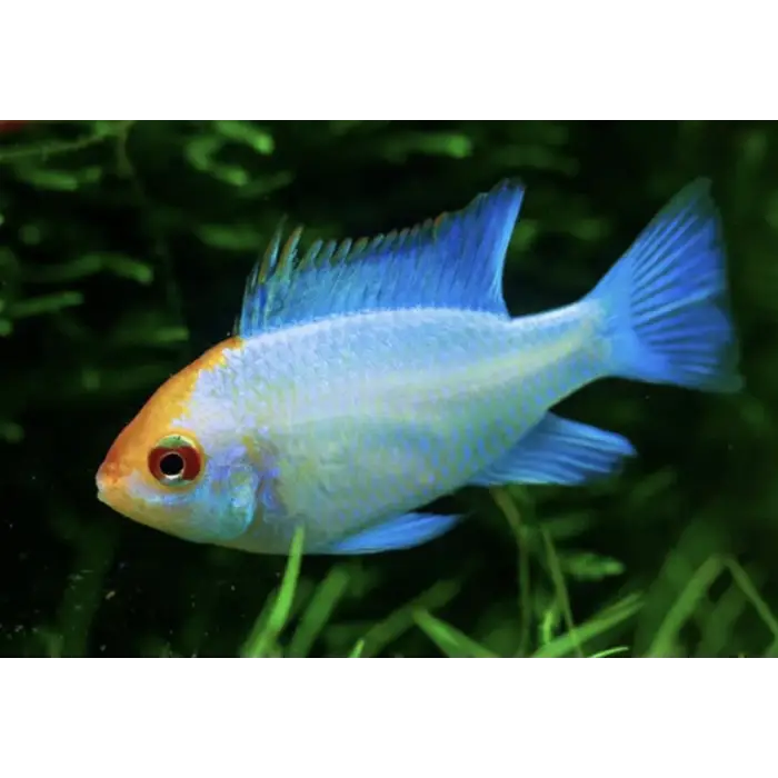 Platinum Gold Head Ram 4cm
