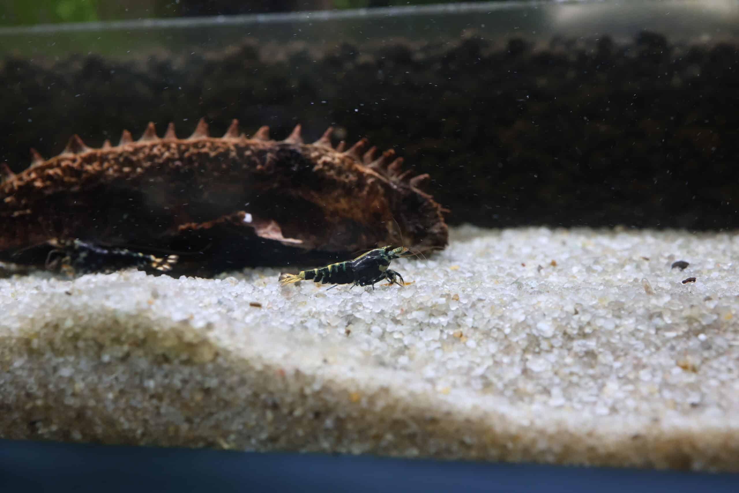 Purple Galaxy Pinto Shrimp