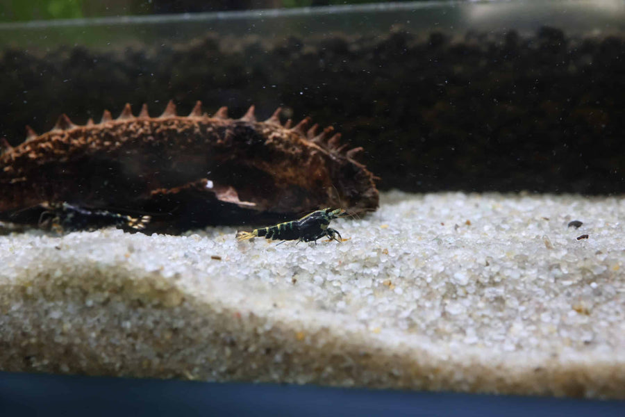 Purple Galaxy Pinto Shrimp