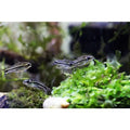 Pygmaeus Corydoras
