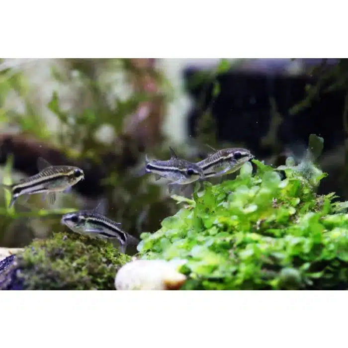 Pygmaeus Corydoras