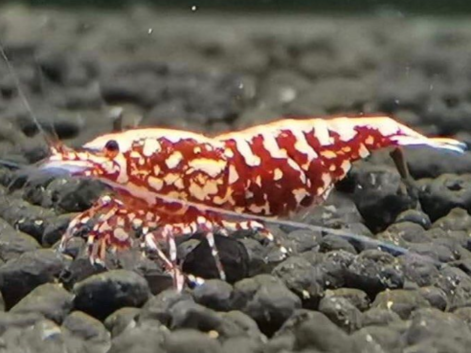 Red BOA Shrimp – Aquarium Haven & Brisbane Discus