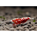Red Galaxy Fishbone