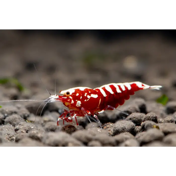 Red Galaxy Fishbone