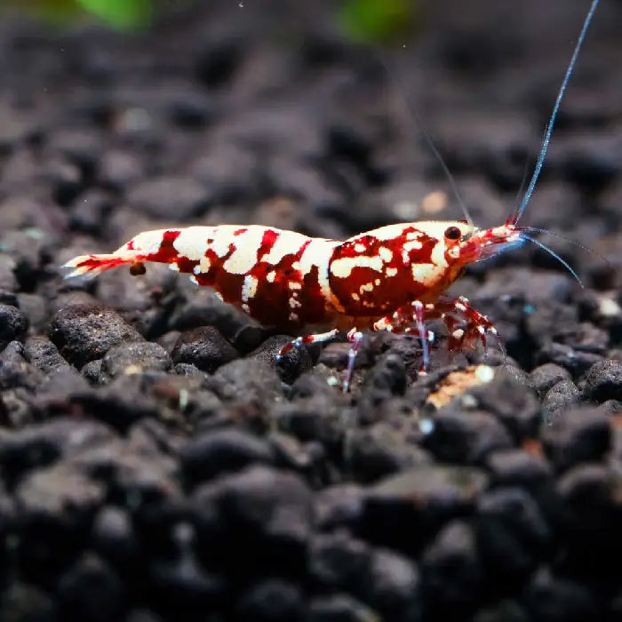 Red Galaxy Tiger Shrimp