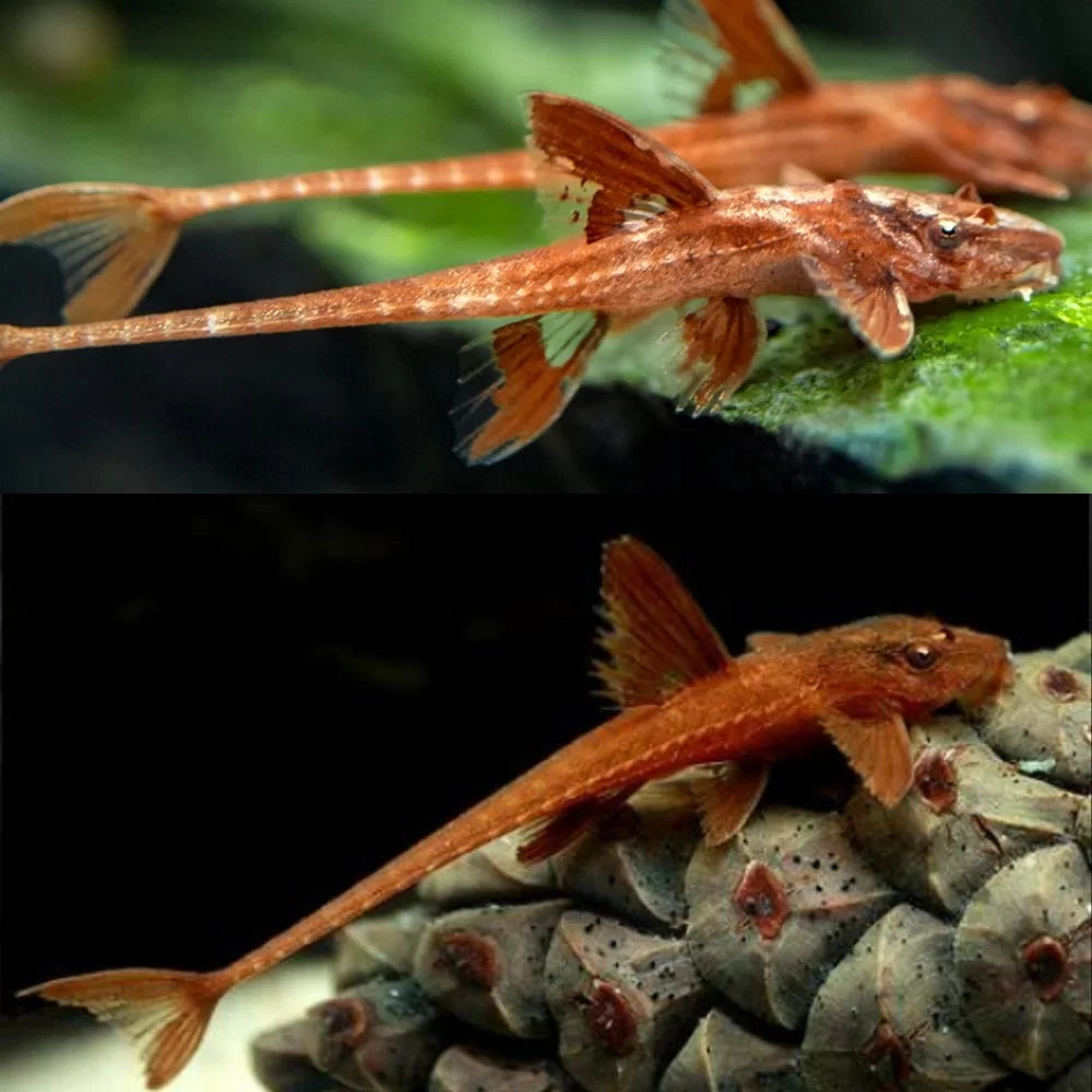 Red Whiptail Catfish 5cm
