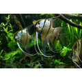 Rio Nanay Peru Altum Angels Locally Bred 5/6cm