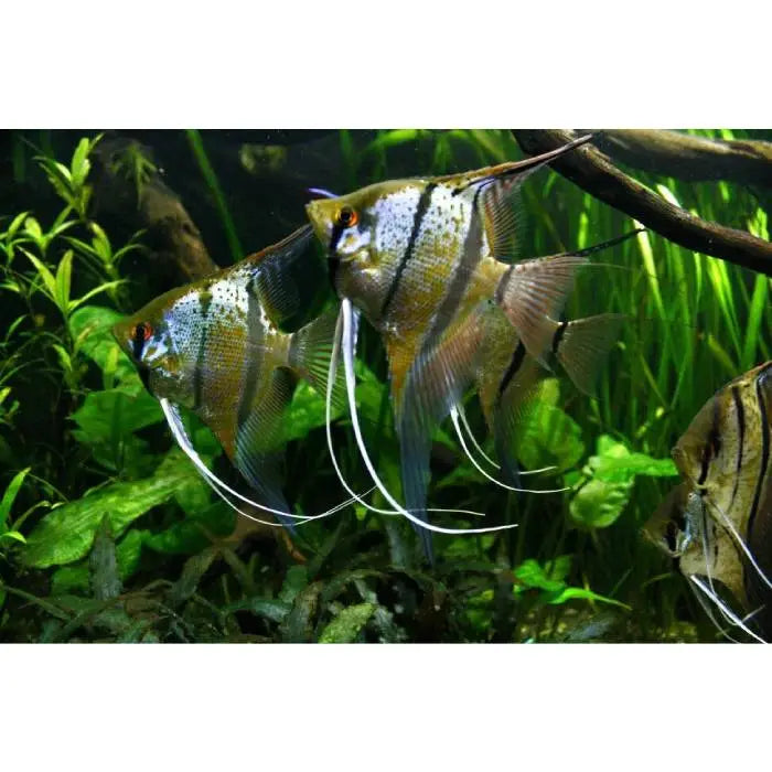 Rio Nanay Peru Altum Angels Locally Bred 5/6cm