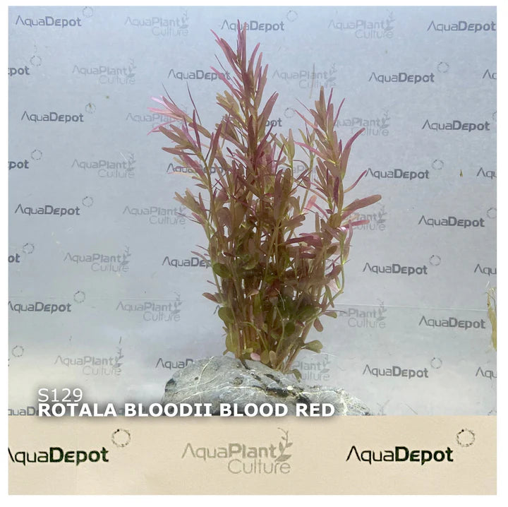 Rotala Bloodii 'Blood Red' Bunch