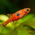 Spotted Rasbora (Boraras maculatus)